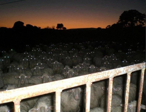 A világ érdekes bárány birka vaku éjjel