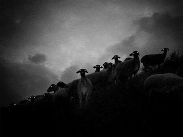 A világ érdekes bárány birka vaku éjjel