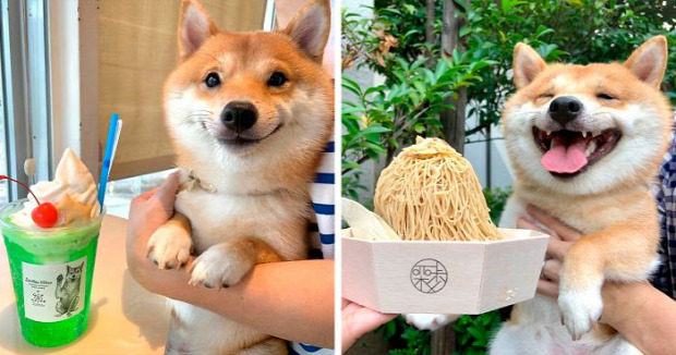 kutya Tokió mosolyog vigyorog Shiba Inu