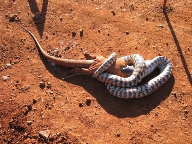 A világ érdekes Ausztrália kígyó