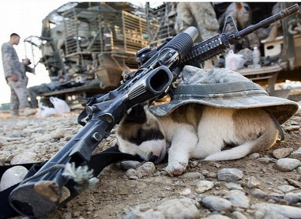 Isten állatkertje kutya katona