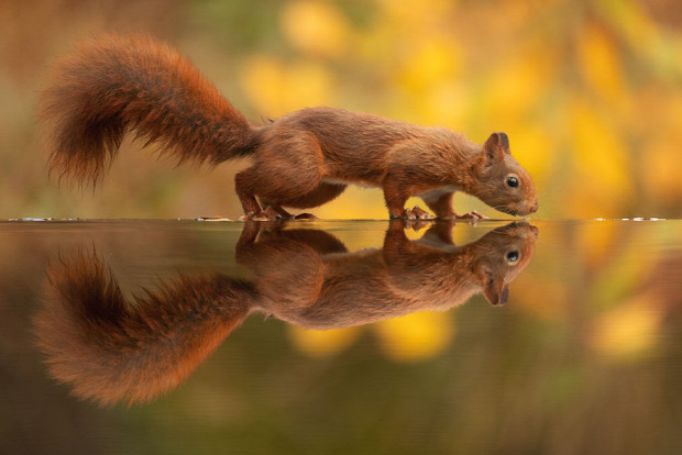 A világ érdekes mókus víz dió mogyoró