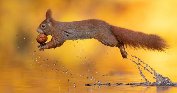 A világ érdekes mókus víz dió mogyoró