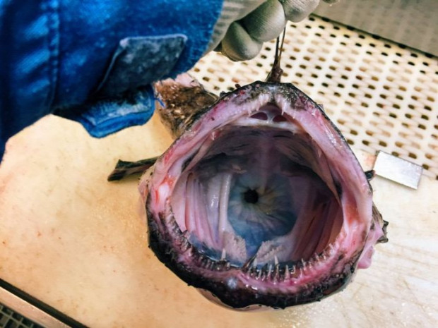 A világ érdekes hal szörny kreatúra