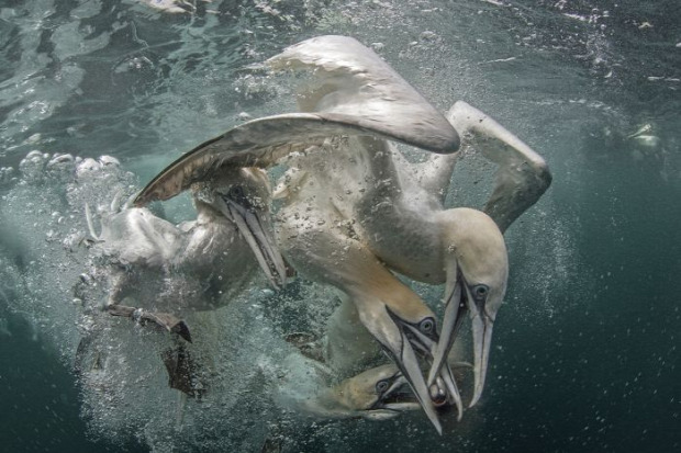 A világ érdekes fotó verseny víz alatti