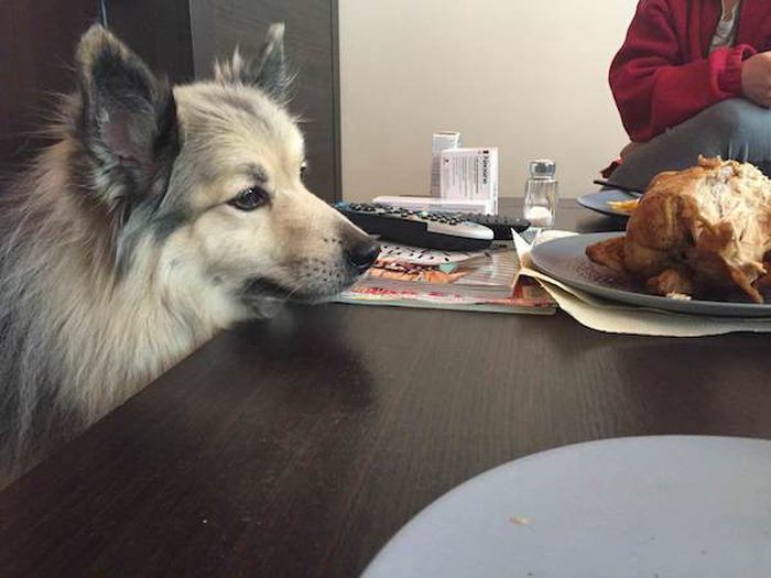 A világ érdekes kutya étel kaja kér tekintet