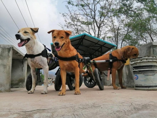 kutya menhely menedékhely Thaiföld svéd séf szakács