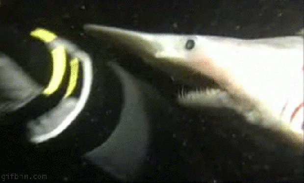 A világ érdekes tenger hal rémisztő ijesztő