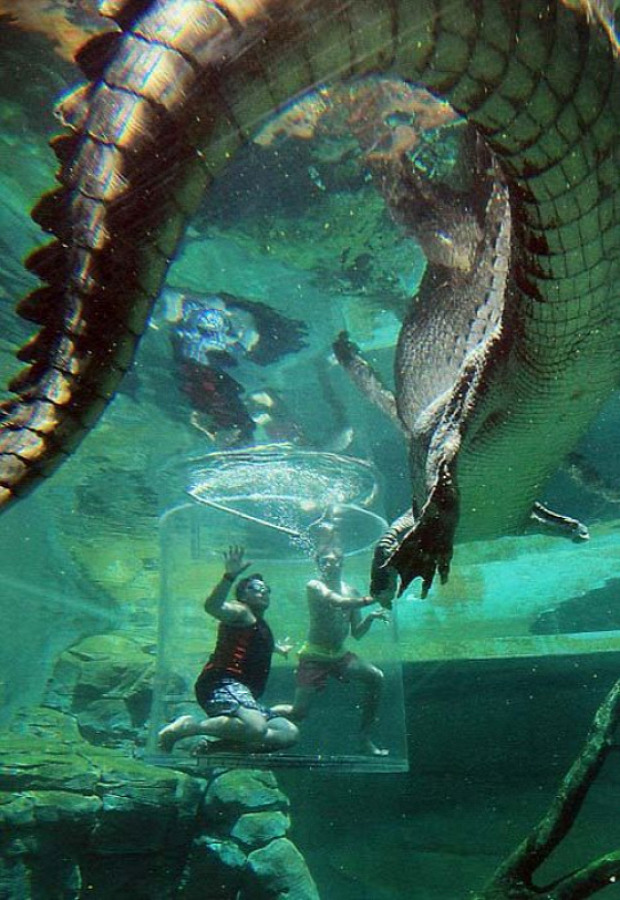 Ausztrália Darwin krokodil merülés úszás búvárkodás