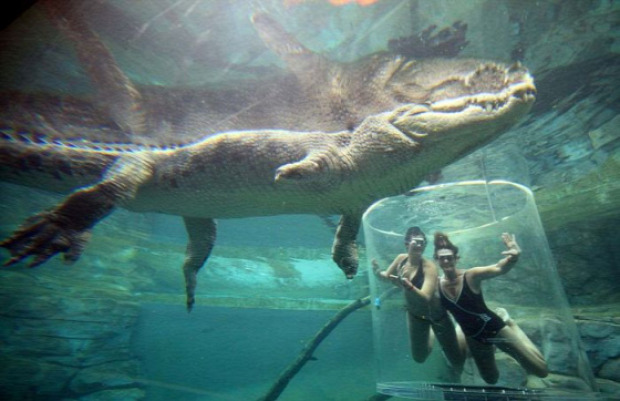 Ausztrália Darwin krokodil merülés úszás búvárkodás