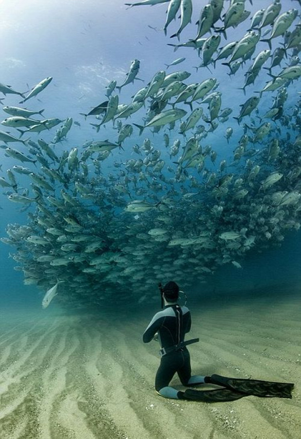 A világ érdekes hal tornádó örvény mexikói-öböl