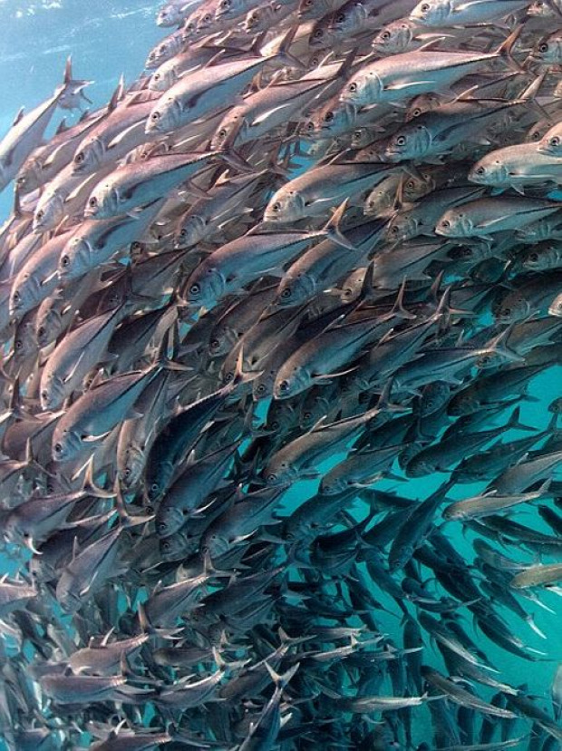 A világ érdekes hal tornádó örvény mexikói-öböl