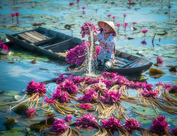 Vitenam Mekong delta vizililiom szüret