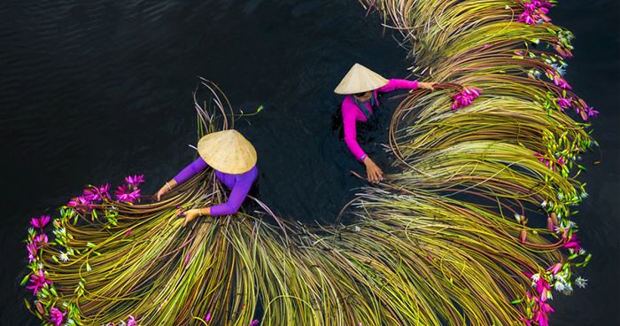 Vitenam Mekong delta vizililiom szüret
