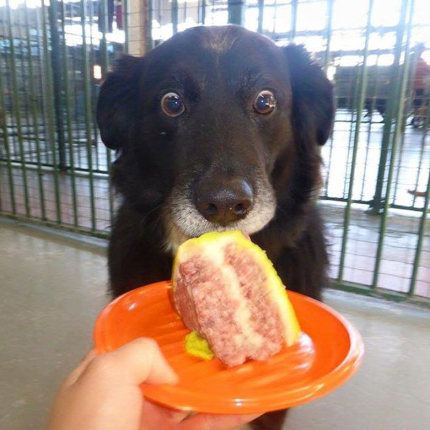 A világ érdekes kutya kaja étel kér vágyakozás