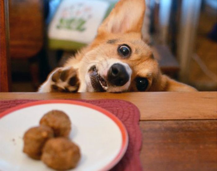 A világ érdekes kutya kaja étel kér vágyakozás