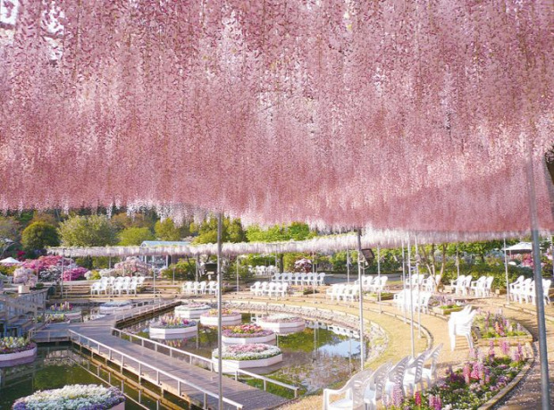 Japán lilaakác fesztivál