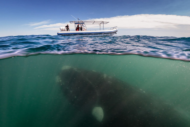 bálna Bálnák napja Hawaii