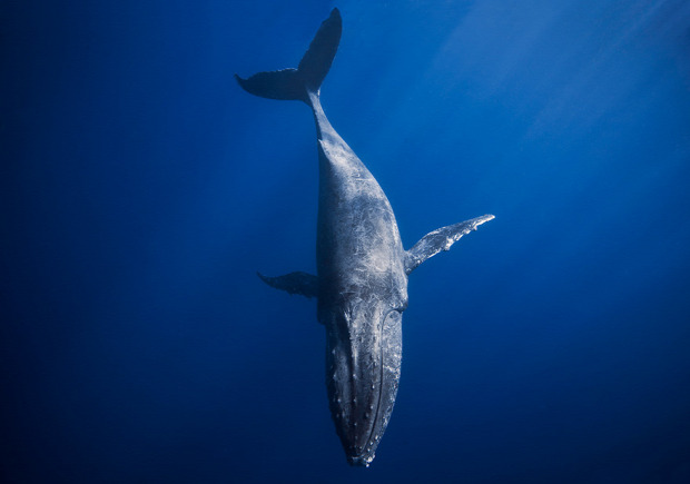 bálna Bálnák napja Hawaii