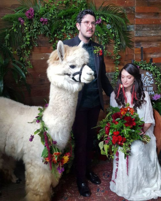 A világ érdekes esküvő fénykép láma
