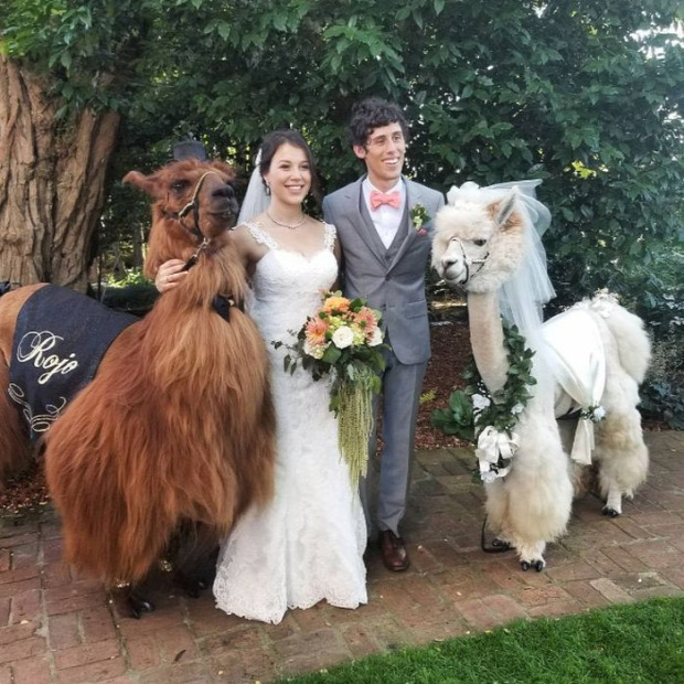 A világ érdekes esküvő fénykép láma