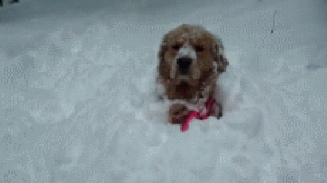 kutyák hó összeállítás aranyos játék