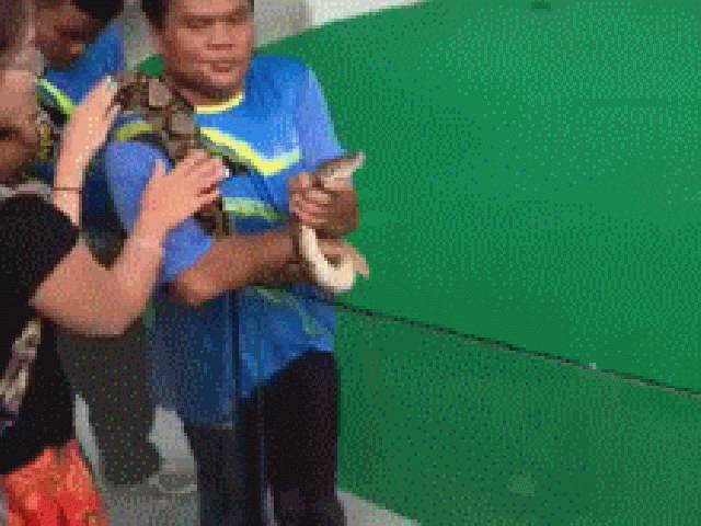 kígyó támadásc csók harapás fail állat