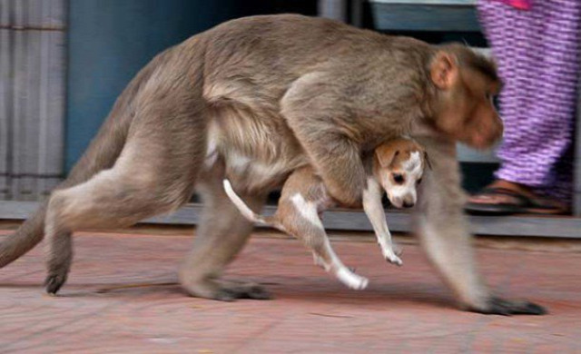majom kölyökkutya kapcsolat szeretet gondozás érdekes
