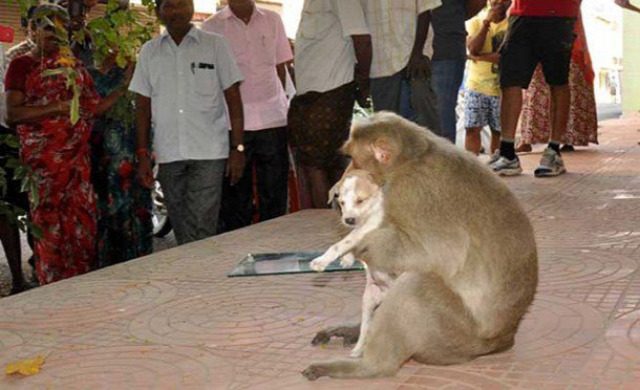 majom kölyökkutya kapcsolat szeretet gondozás érdekes