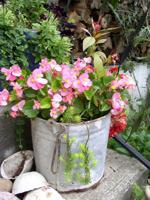 Old Galvanized Bucket. Beautiful with Begonias