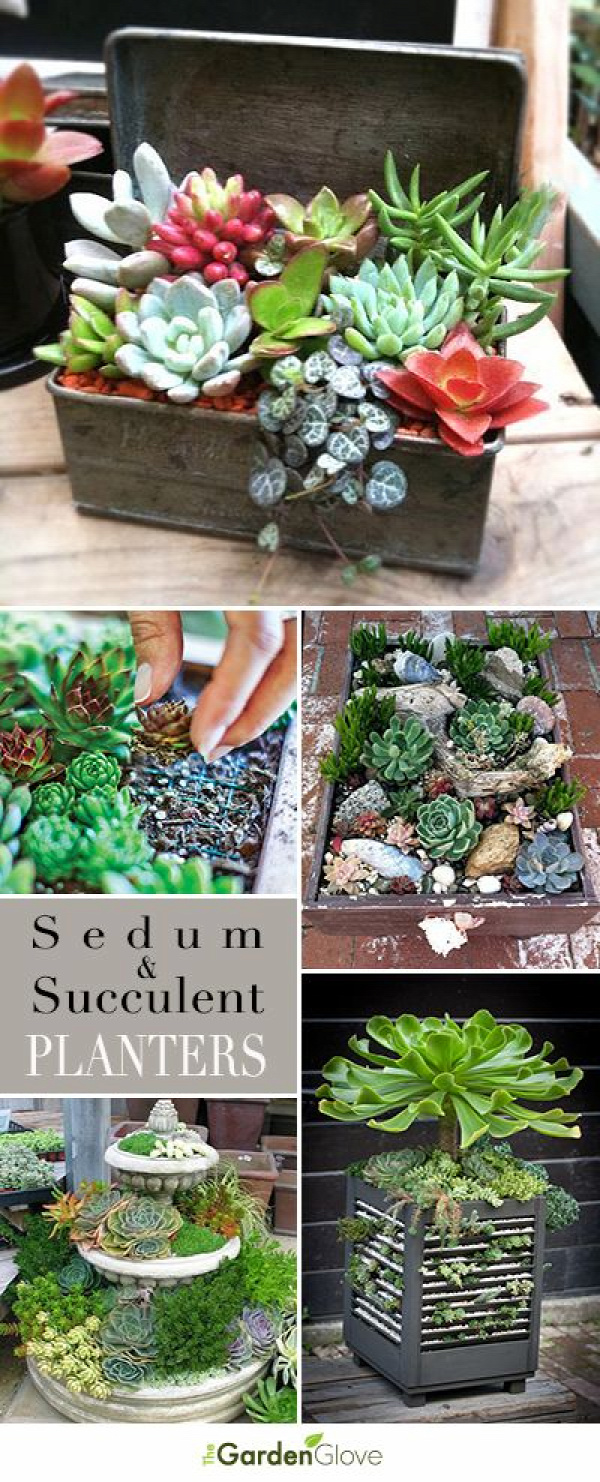 Sedum and Succulent Planters • Tips, Ideas and Tutorials!