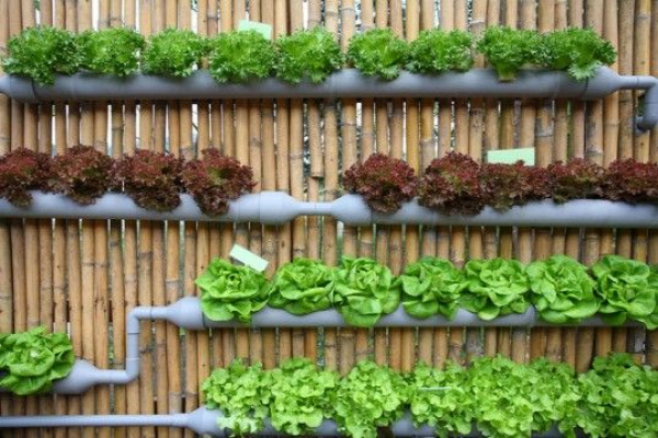 Love the old pipe recycling as  garden.  Might try this at home! Vertical garden, urban gardening, vertical gardening, gutter plants, lettuce, edible climbers
