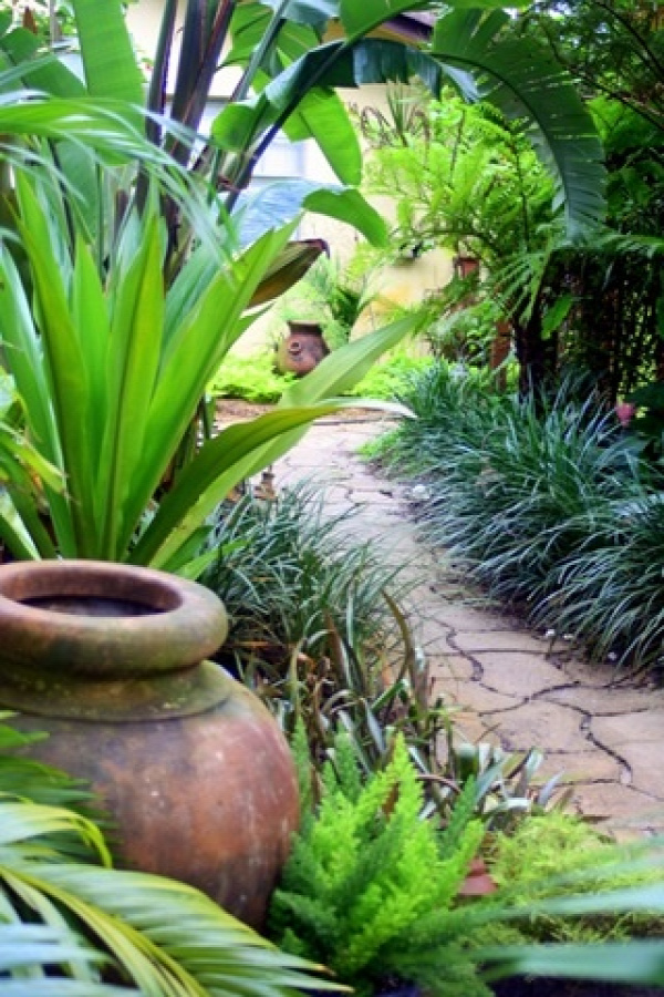 Bird of paradise, foxtail fern, liriope and bromeliads along a path