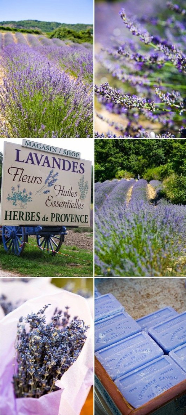 Lavender lavender lavender