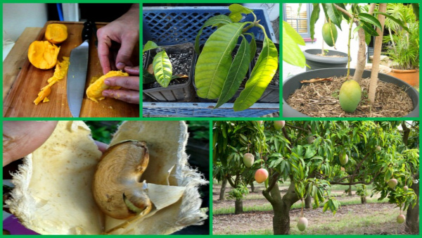 kertészkedés kert csíráztatás citrom avokádó ananász mangó citrom nevelése