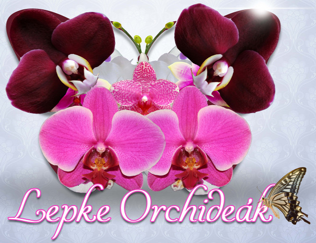 Orchidea kiállítás eredményhirdetés