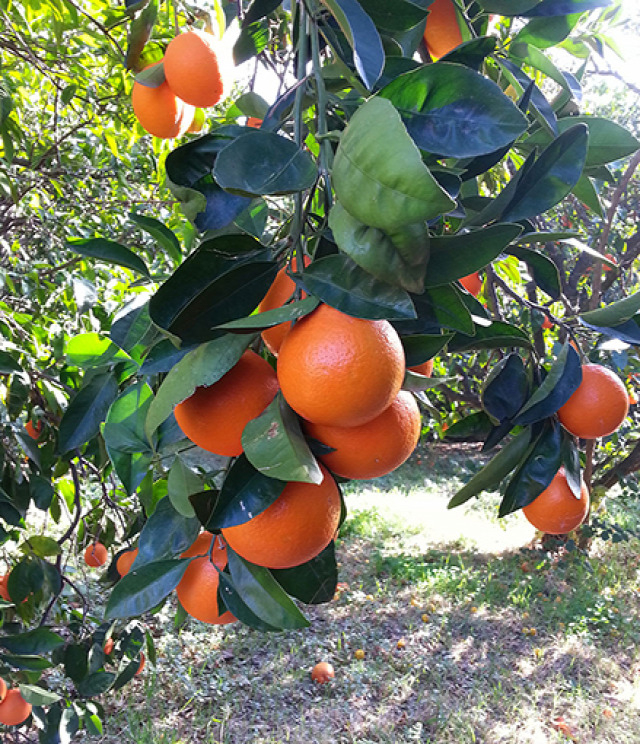 citrusfélék klementin narancs pomeló pomeránc mandarin