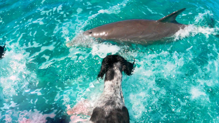 delfin kutya barátság állat