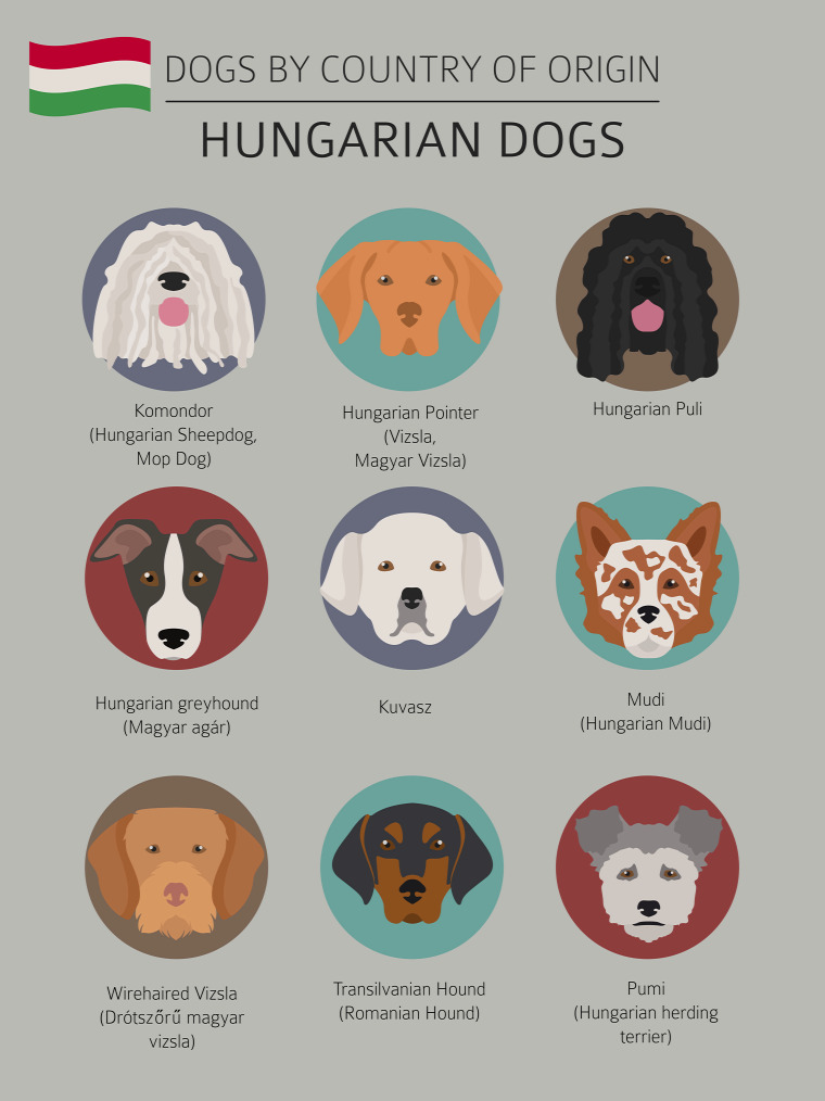 kutya magyar fajta