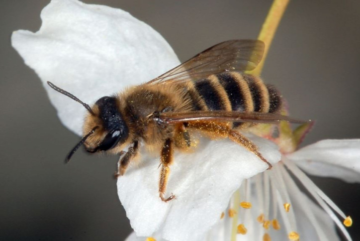 méh kert tavasz nyár beporzás zöldség gyümölcs rovar természetvédelem