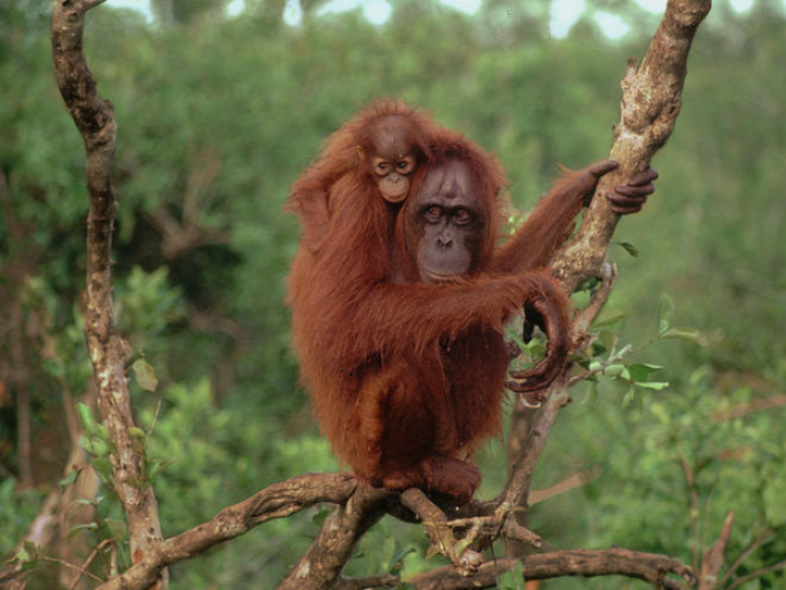 orangutanok világnapja állatvédelem veszélyeztetett állatok