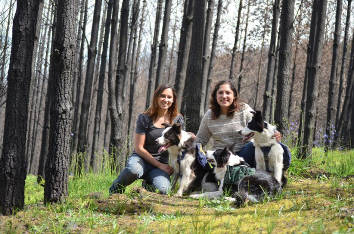 kutya természetvédelem erdő Chile erdőtűz border collie
