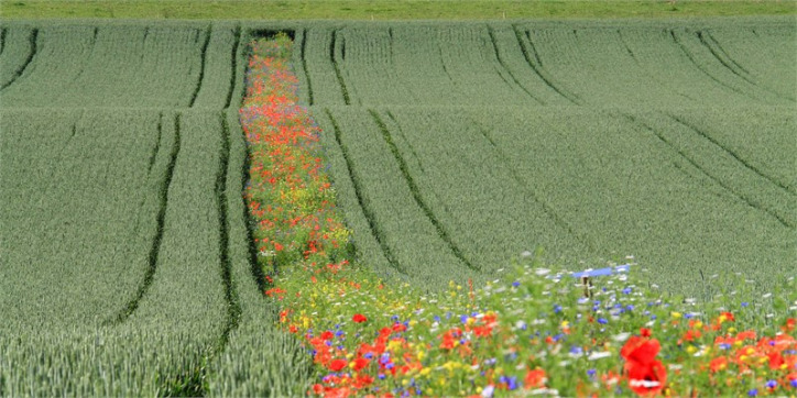 vadvirág városi rét urbanizáció beporzás biodiverzitás