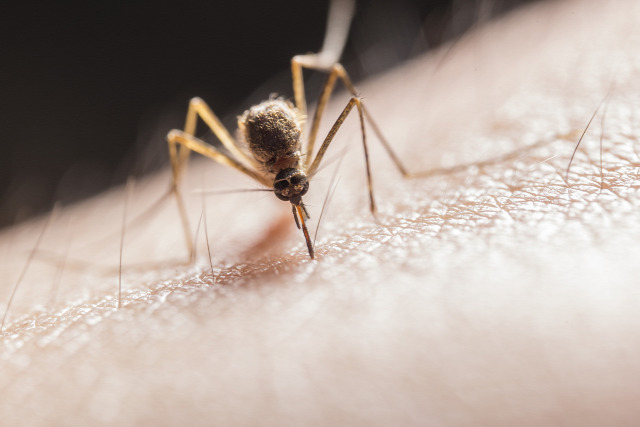 szúnyog természetvédelem szúnyogcsapda