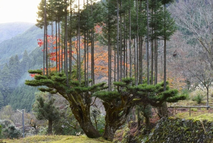 fenntarthatóság Japán természetvédelem építészet fenntartható építészet daisugi