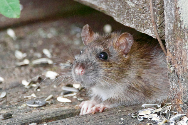 patkány urbánus élet város urbanizáció városi élet városi hősziget élelmiszerpazarlás