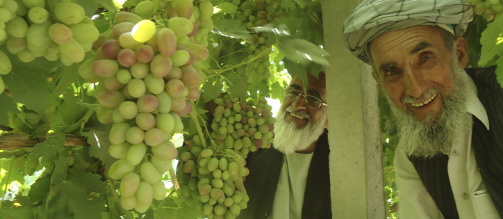 gyümölcs tél Afganisztán hagyományos módszer