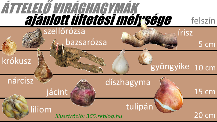 kert virág otthon