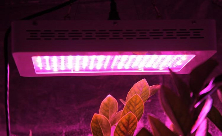 otthon ősz tél növény LED világítás energiatakarékosság virág
