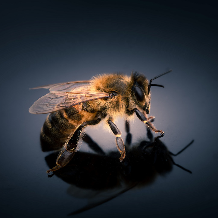 méh kert tavasz nyár beporzás zöldség gyümölcs rovar természetvédelem